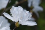 20150424春の樹木の花-ミツバツツジ　白-1